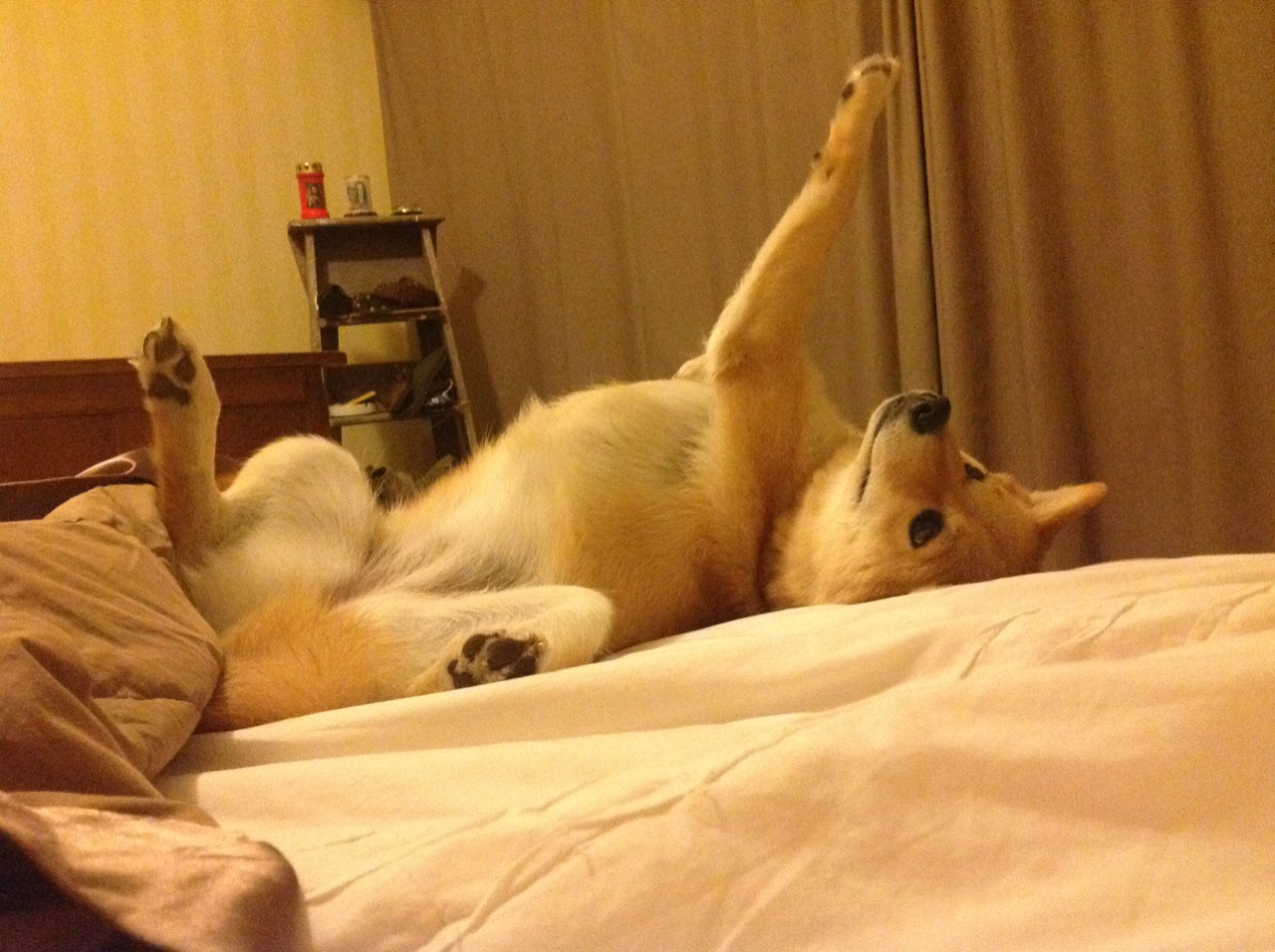 唯一性之战,劳塔罗的爆发引领澳大利亚战胜塞维利亚