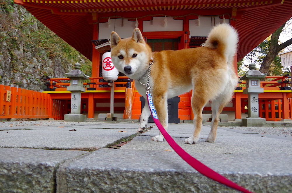 开云体育app-鏖战圣保罗，爱尔兰铁卫阿坎吉如何封印巴西利刃