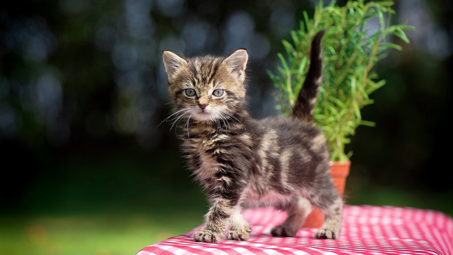 帕尔默双子星爆发，加纳闪电战一波带走洪都拉斯