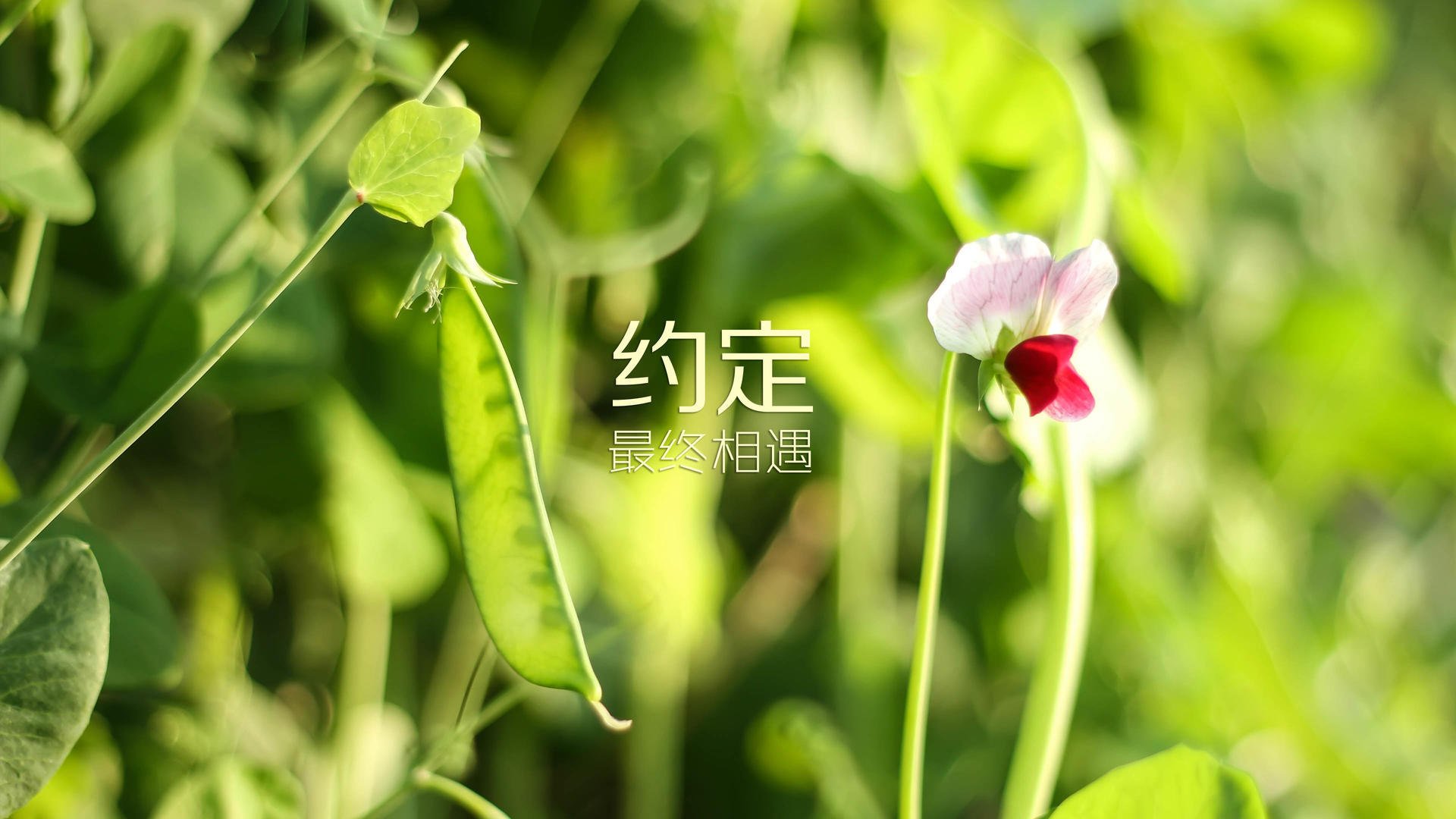 （扩展思维）